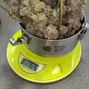 3. RUN 2026 - Seed/Clones