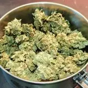 5 pieces from feminized seeds