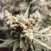 2. RUN 2026 (5x from clones) "Déjà vu"