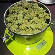 5 pieces from feminized seeds