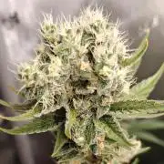 3. RUN 2026 - Seed/Clones
