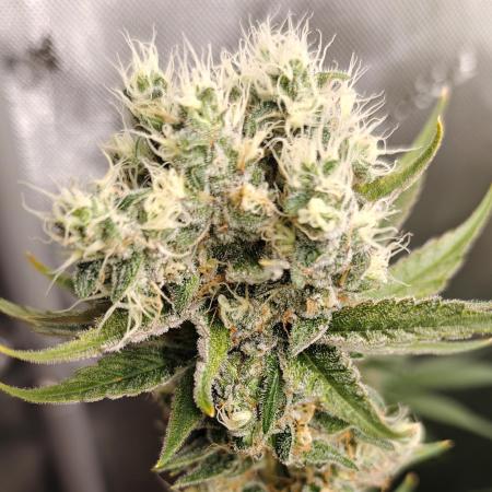 3. RUN 2026 - Seed/Clones