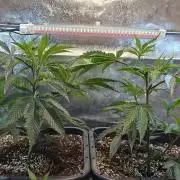 Dante´s Inferno #8 - Clones
