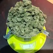 1. RUN 2026 (5x from seeds)