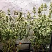 3. RUN 2026 - Seed/Clones