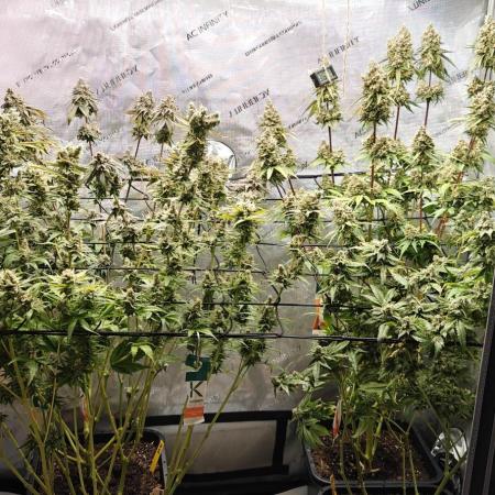 3. RUN 2026 - Seed/Clones