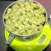 5 pieces from feminized seeds