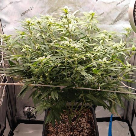 B-45 by BOOBA II. - Clone
