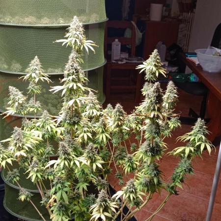 Big Jack - seed from contest Ganja Farmer