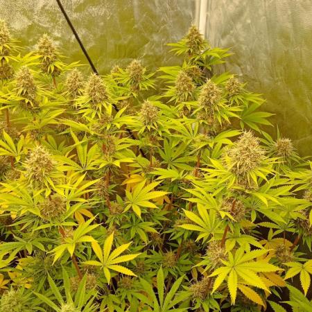 Lemon OG - Freebie by SuperSativaSeedClub