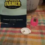 LSD - sponsored by Ganja Farmer