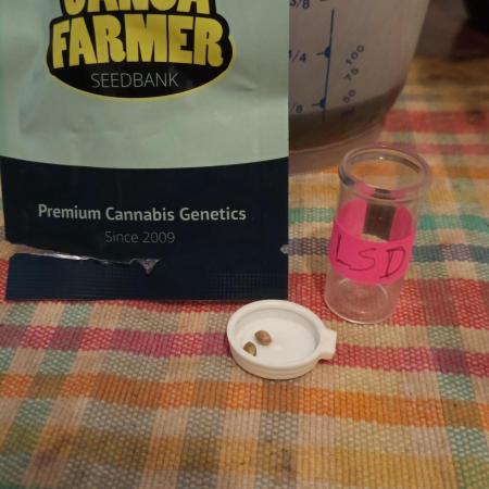 LSD - sponsored by Ganja Farmer