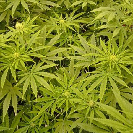 Lemonade Haze - seed from contest Ganja Farmer