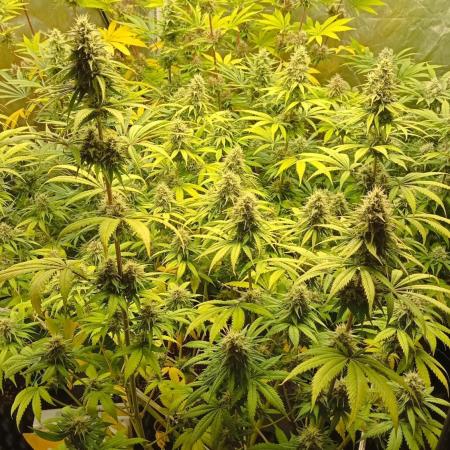 Big Jack - seed from contest Ganja Farmer