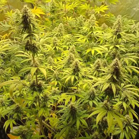 Big Jack - seed from contest Ganja Farmer