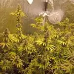 Big Jack - seed from contest Ganja Farmer