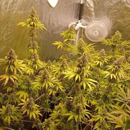 Big Jack - seed from contest Ganja Farmer