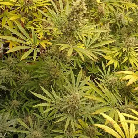 Lemonade Haze - seed from contest Ganja Farmer