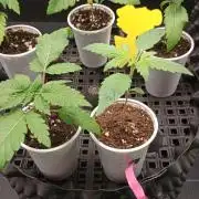 LSD - sponsored by Ganja Farmer