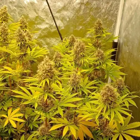 Lemon OG - Freebie by SuperSativaSeedClub