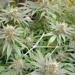 First try Kannabia seeds - Colombian Jack