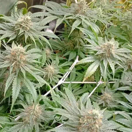 First try Kannabia seeds - Colombian Jack