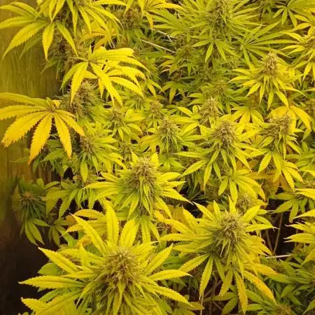 Big Jack - seed from contest Ganja Farmer