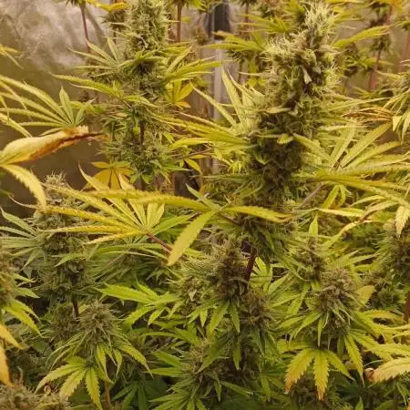 Lemonade Haze - seed from contest Ganja Farmer