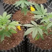 LSD - sponsored by Ganja Farmer