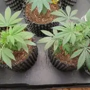 LSD - sponsored by Ganja Farmer