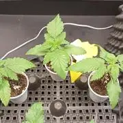 Strawberry Cookies - sponsored by SSSC