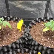 Strawberry Cookies - sponsored by SSSC