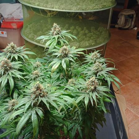 First try Kannabia seeds - Colombian Jack