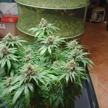 First try Kannabia seeds - Colombian Jack