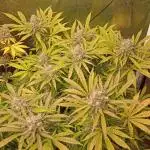 Cheese - seed from contest Ganja Farmer