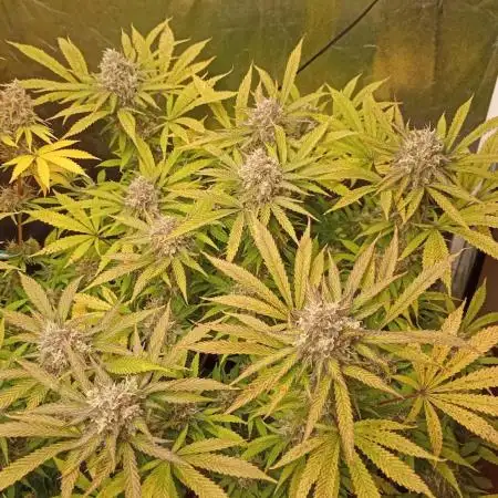 Cheese - seed from contest Ganja Farmer