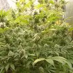 Cheese - seed from contest Ganja Farmer