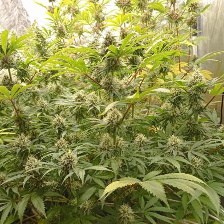 Cheese - seed from contest Ganja Farmer