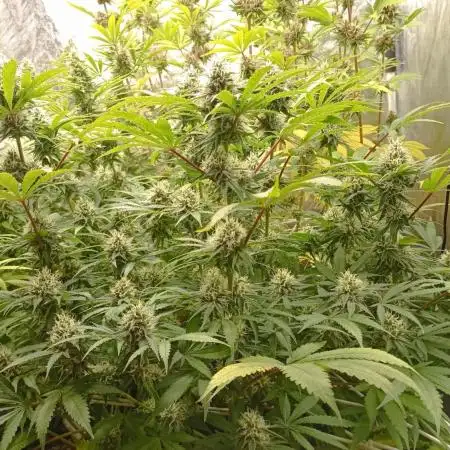 Cheese - seed from contest Ganja Farmer