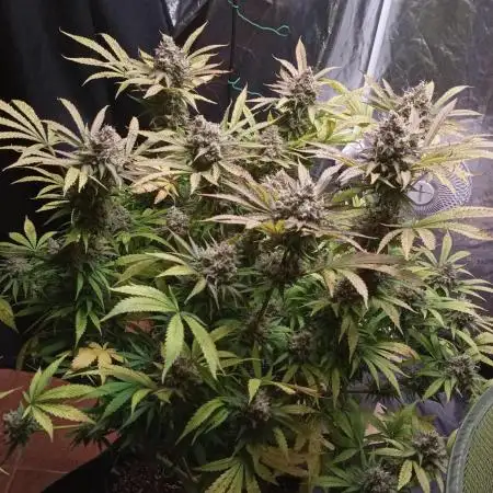 Cheese - seed from contest Ganja Farmer