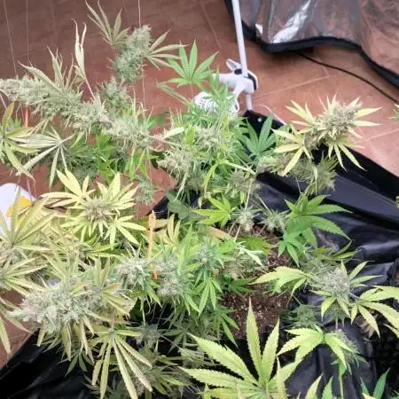 Lemonade Haze - seed from contest Ganja Farmer