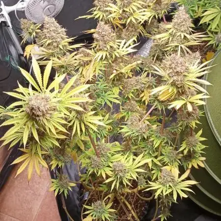Lemon OG - Freebie by SuperSativaSeedClub