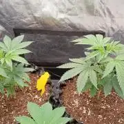 Strawberry Cookies - sponsored by SSSC