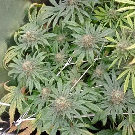 First try Kannabia seeds - Colombian Jack