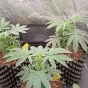 Strawberry Cookies - sponsored by SSSC