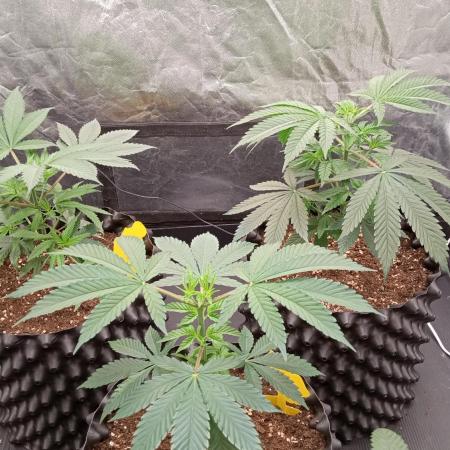 Strawberry Cookies - sponsored by SSSC