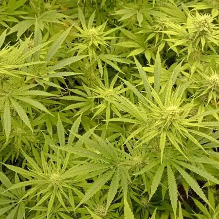 Lemonade Haze - seed from contest Ganja Farmer