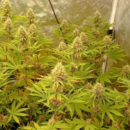 Lemon OG - Freebie by SuperSativaSeedClub
