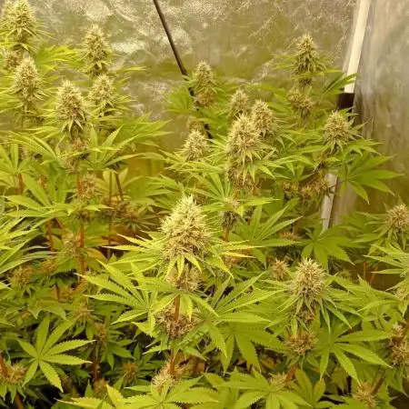 Lemon OG - Freebie by SuperSativaSeedClub