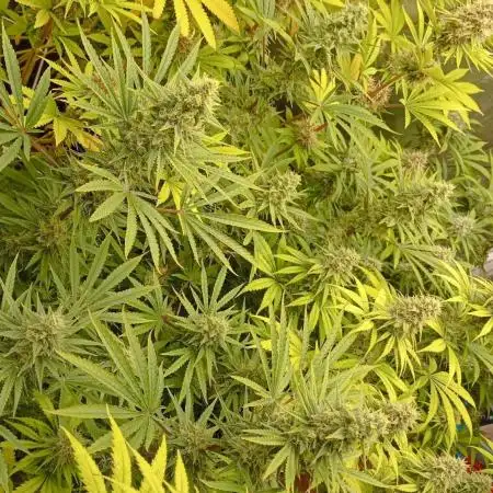 Lemonade Haze - seed from contest Ganja Farmer